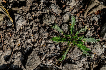 Texture of ground and a little green plant grows from the ground