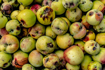 Spoiled green apples. Bad harvest. Top view