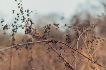 Fototapeta na wymiar close-up of dried flowers in a prairie in the winter