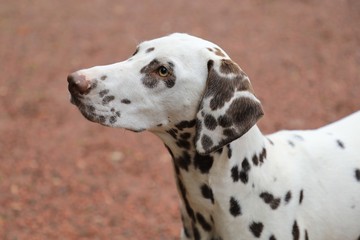 Weißer Hund mit braunen Flecken, Portrait