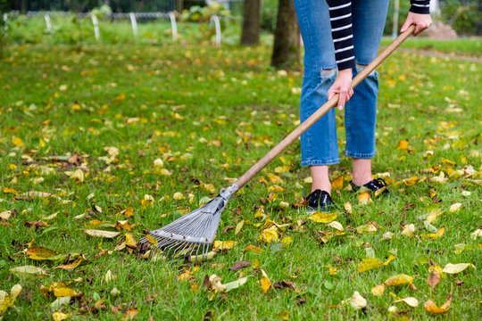 Gardener woman raking fallen leaves in backyard. Woman standing with rake. Autumn seasonal work in garden.