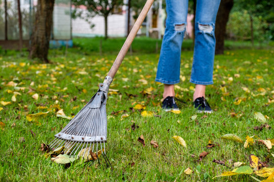 Raking fallen leaves in garden. Woman holding a rake and cleaning lawn from leaves during autumn season