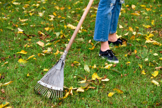 Raking fall leaves from lawn with leaf rake in autumn. Seasonal garden work. Backyard cleaning.