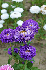 The flowerbeds have asters