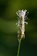 Plantain (Plantago lanceolata) was first used for all diseases of the respiratory organs, has laxative effects and generally strengthens organism.