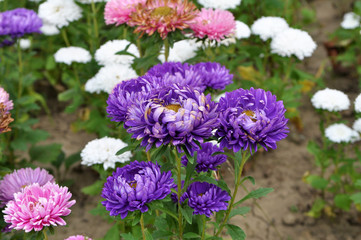 The flowerbeds have asters