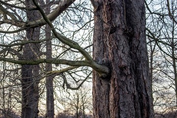 Obraz premium A squirrel on a tree