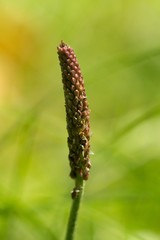 Plantain (Plantago lanceolata) was first used for all diseases of the respiratory organs, has laxative effects and generally strengthens organism.