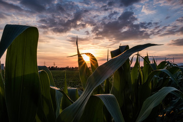 Sonnenuntergang im Maisfeld