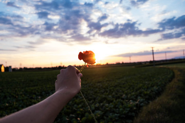 Eine Rose f&uuml;r dich