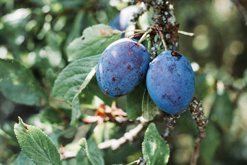 European plums in the tree. Organic food, fruits, healthy diet