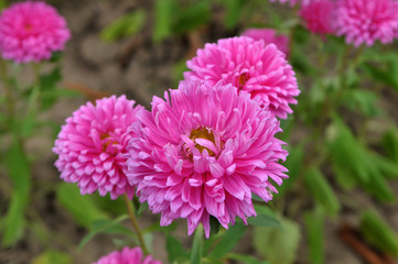 Obraz premium The flowerbeds have asters