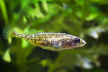 ninespine stickleback, Pungitius pungitius, tiny freshwater ornamental fish in crystal clear water of European nature biotope aquarium setup