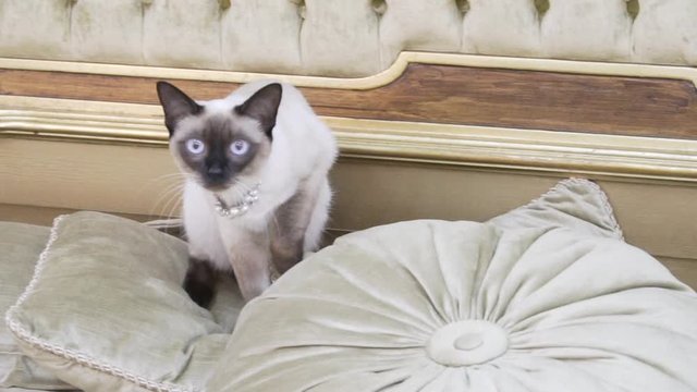 The theme is luxury and wealth. Young cat without a tail thoroughbred Mecogon bobtail lies resting on a big bed on a pillow in a Renaissance Baroque interior in France Europe Versailles Palace