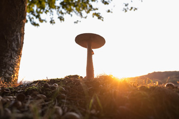 Letzte Sonnenstrahlen f&uuml;r den Pilz