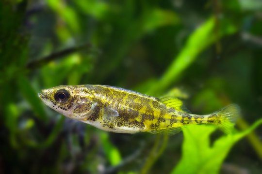 ninespine stickleback, Pungitius pungitius, tiny freshwater ornamental fish in crystal clear water of European nature biotope aquarium, nature protection concept
