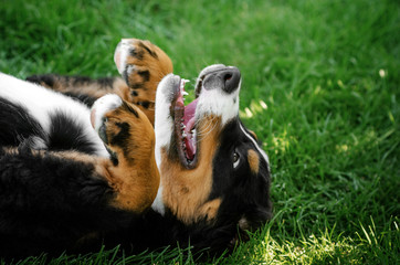 Obraz premium bernese mountain dog puppy cute portrait playing on the lawn