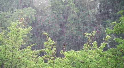 trees and woods in heavy rain in summer thunderstorm