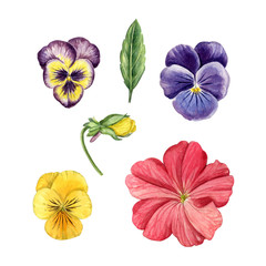 pansise set with petunia flower. Can be used as print, element design, postcard, textile, invitation, greeting card, packaging design, sticker, label.