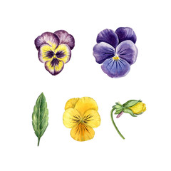 pansies set
