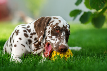 Dalmatian dog cute puppy playing on the lawn