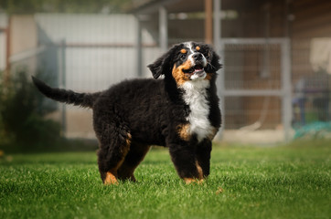 bernese mountain dog puppy cute portrait playing on the lawn