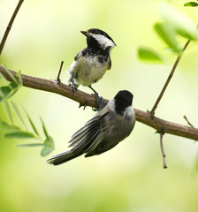 close up on black capped chickadee bird on the tree branch