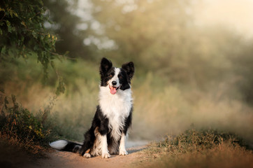border collie dog beautiful portrait in full growth magic light beautiful sunset - obrazy, fototapety, plakaty