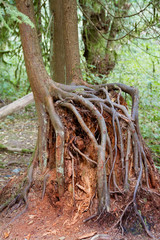 Fototapeta premium New tree grows from an old rotting stump; Roots surround the old stump like a cage