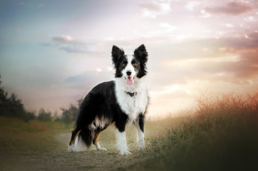 border collie dog beautiful portrait in full growth magic light beautiful sunset - obrazy, fototapety, plakaty