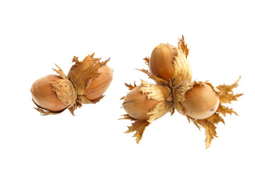 Hazelnuts with shell with a white background
