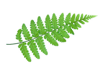 A fern leaf on a white background © 13threephotography