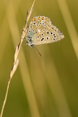 Common Blue (Polyommatus icarus) is a butterfly belonging to the family lycaenidae that occurs in different climatic regions - North Africa, Europe, East Asia.