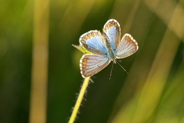 Common Blue (Polyommatus icarus) is a butterfly belonging to the family lycaenidae that occurs in different climatic regions - North Africa, Europe, East Asia.