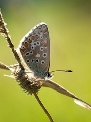 Common Blue (Polyommatus icarus) is a butterfly belonging to the family lycaenidae that occurs in different climatic regions - North Africa, Europe, East Asia.