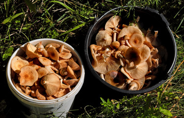 Mushroom picking