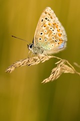 Common Blue (Polyommatus icarus) is a butterfly belonging to the family lycaenidae that occurs in different climatic regions - North Africa, Europe, East Asia.