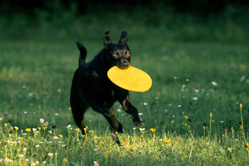 Schwarzer Mischling mit gelben Frisbee