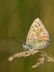Fototapeta na wymiar Common Blue (Polyommatus icarus) is a butterfly belonging to the family lycaenidae that occurs in different climatic regions - North Africa, Europe, East Asia.