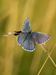 Fototapeta premium Common Blue (Polyommatus icarus) is a butterfly belonging to the family lycaenidae that occurs in different climatic regions - North Africa, Europe, East Asia.