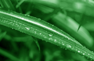 Green plants with dew drops. Nature as a background.