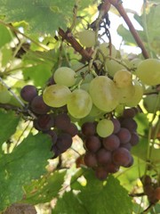 bunch of grapes