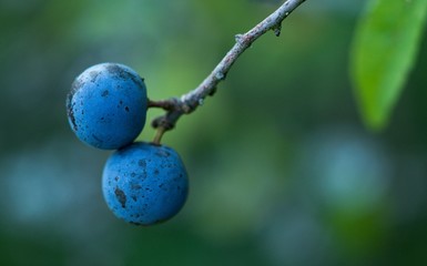 Blackthorn or plum tree, sometimes thorny plum