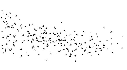 A flock of flying birds. A lot of soaring birds. Vector illustration