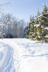 Obraz premium Scenic image of spruces trees. Frosty day, calm wintry scene. Location Russia. Great picture of wild area. Tourism or Christmas concept.