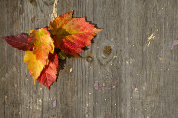 Colorful bright autumn leaves bordering on rustic wooden boards