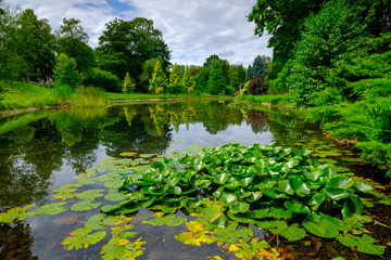 Summer landscape of pond in park
