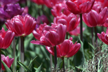 tulips