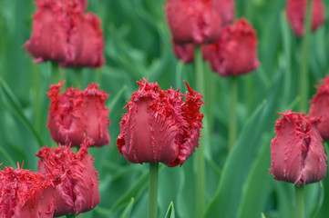 Tulip  Barbados