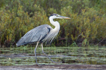 heron